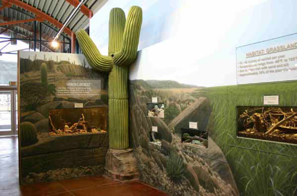 Foam Cactus Museum Display